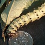 Buck moth caterpillar.