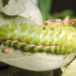 Io moth caterpillar.