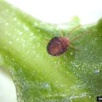 clover mite (Bryobia praetiosa) 1123015 Rayanne Lehman, Pennsylvania Department of Agriculture, Bugwood.org