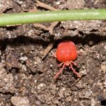 chigger mites susan ellis bugwood