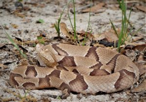 Copperhead snake