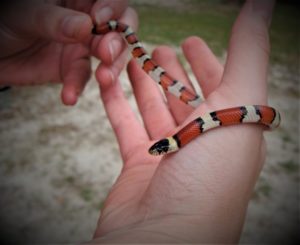 milk snake in hand