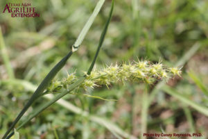 Sandbur_Seedhead