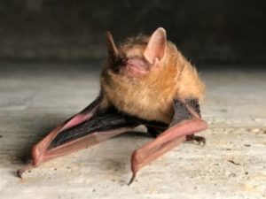 Tri-color-bat